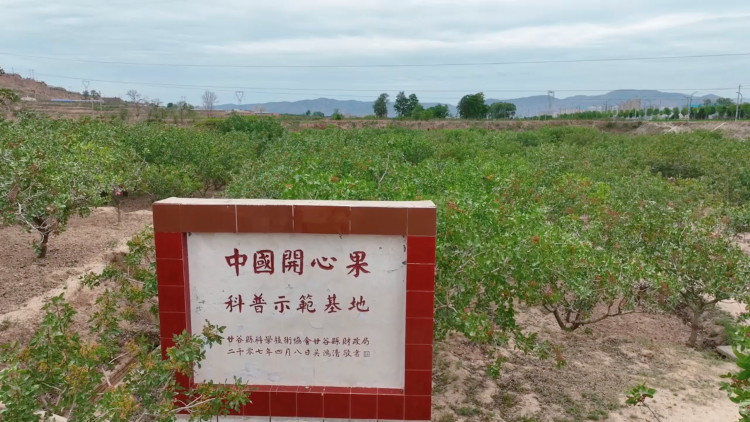 天水市甘谷县：科技耕耘打造“金色名片” 农旅融合助力乡村振兴新动能_fororder_开心果2