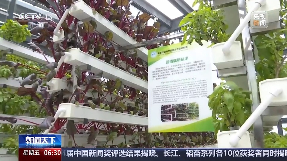 植物工厂长啥样？沙漠里能种水稻？揭秘种菜“黑科技”