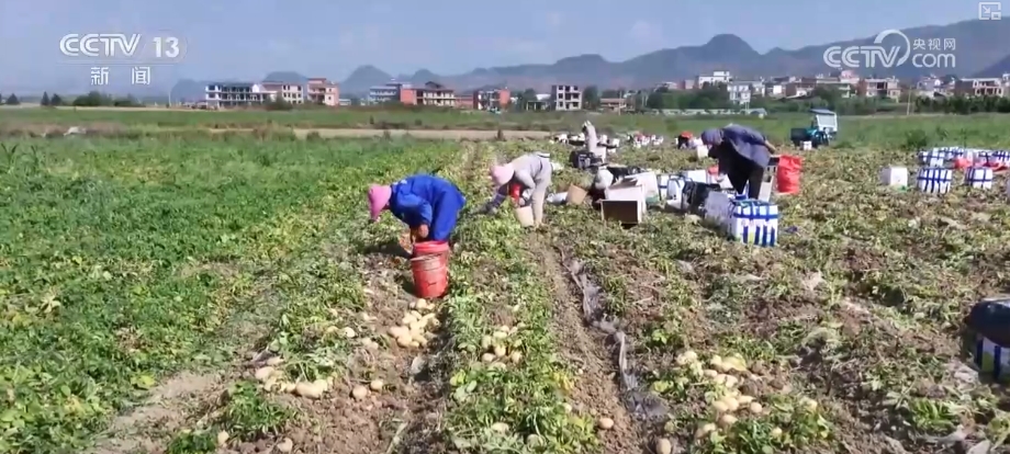 智慧农业撑起农户“钱袋子” 农产品实现从“量”到“质”飞跃