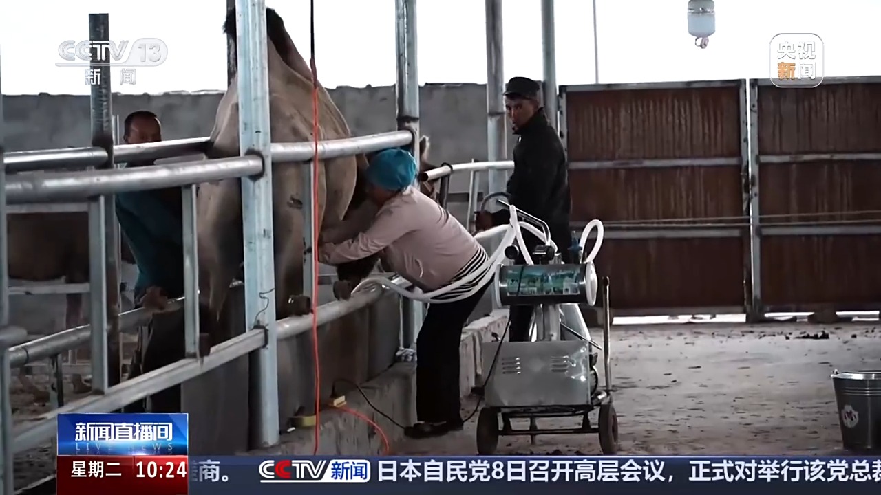 砥砺奋进七十载 天山南北谱华章丨从沙漠之舟到产业之舟 新疆骆驼产业用上智能化生产线