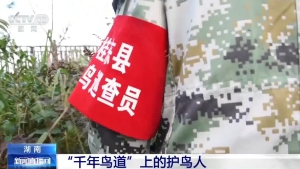 擅长与鸟儿“对话” 护航“千年鸟道”总有他们的身影