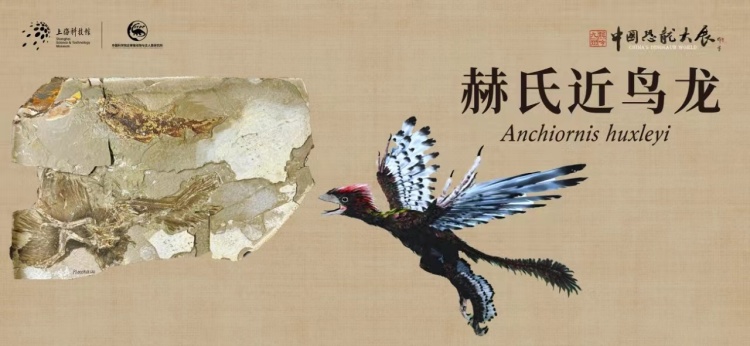 首次汇聚一堂 118件代表性恐龙标本和重要模型将在上海展览