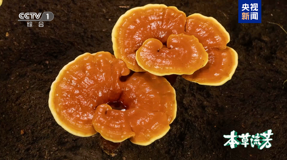 “仙草”灵芝如何化腐朽为神奇