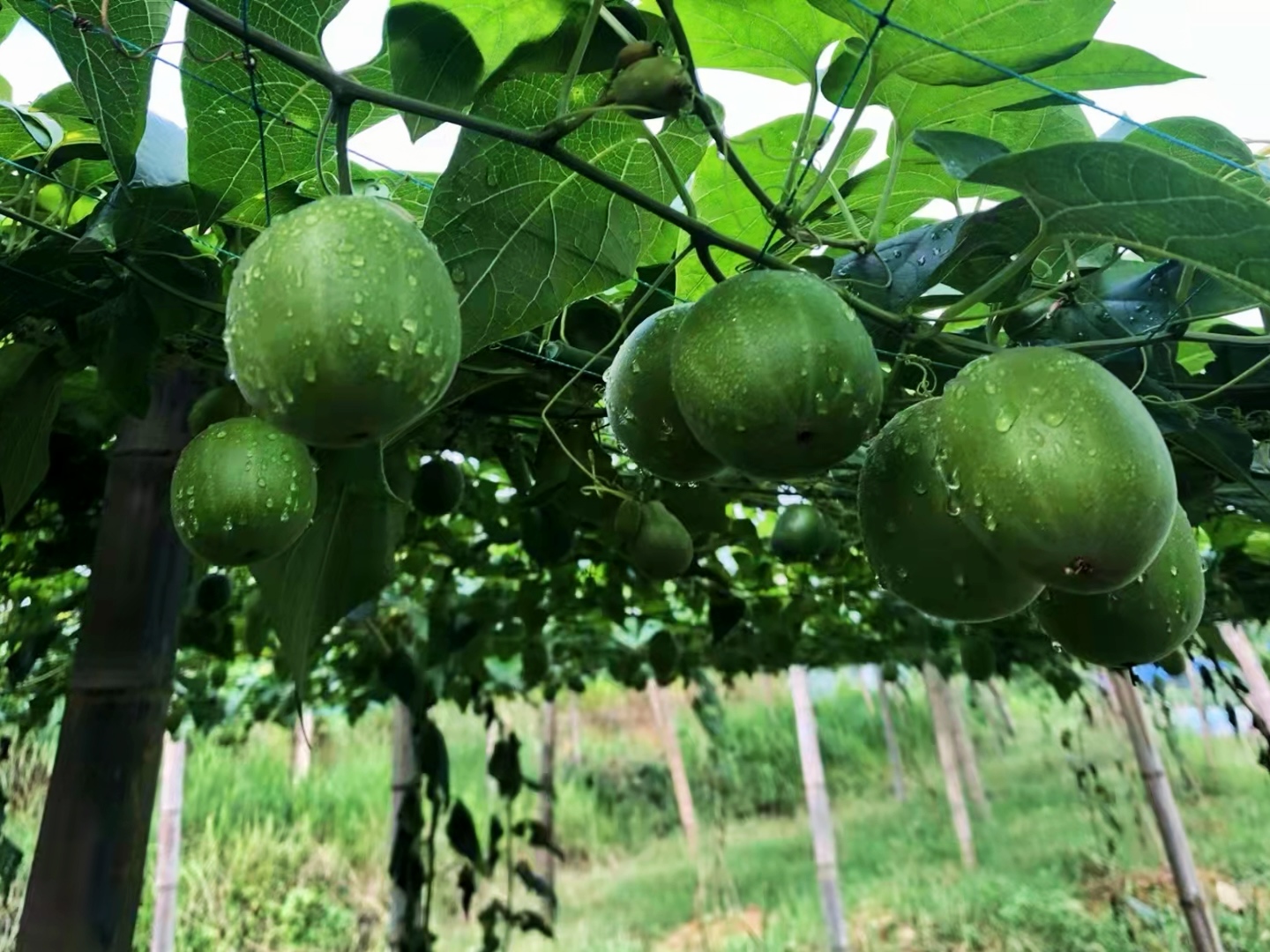 湖南之“心” 康寿新邵