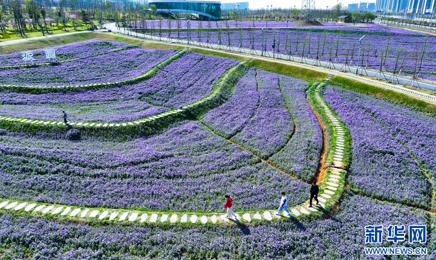 安徽肥西：春花盛开燃热“春日经济”