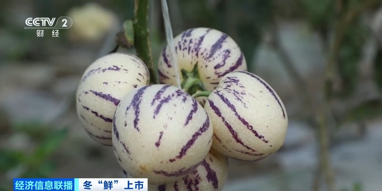 视频丨争“鲜”上市！新疆戈壁种上了草莓、人参果、蓝莓