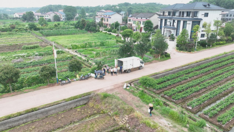 湖南衡阳县时令果蔬争“鲜”上市 农旅融合助力乡村振兴_fororder_图片16