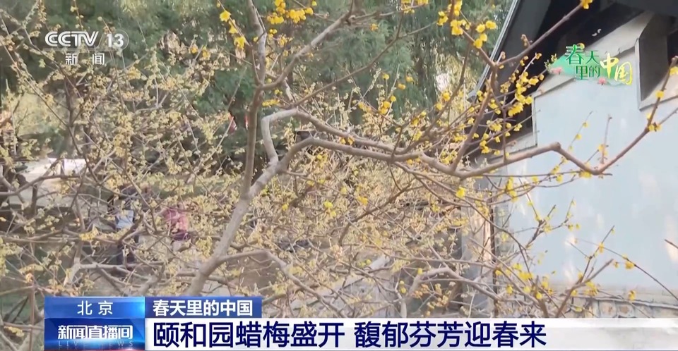蜡梅和古建筑适配度拉满！跟随记者镜头开启“赏梅”