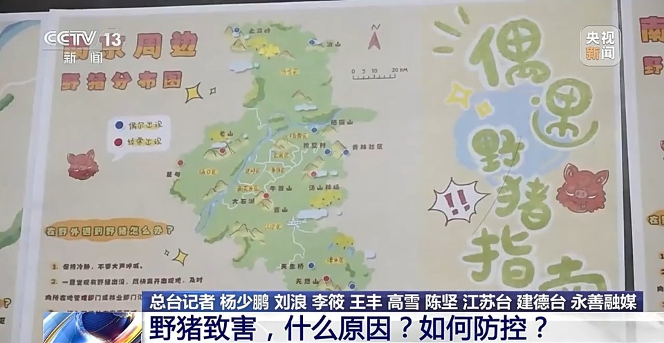 新闻1+1丨26个省份存在野猪致害 科学防控有哪些方法思路