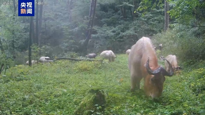 视频丨红外相机镜头里的动物世界，太有趣了！