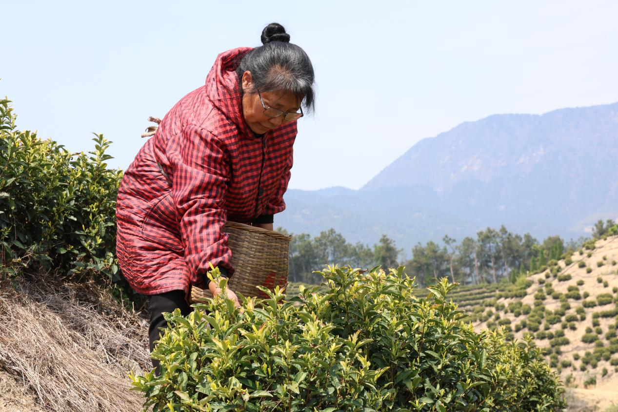 湖南衡山县春茶采摘忙 产品远销海外_fororder_图片2