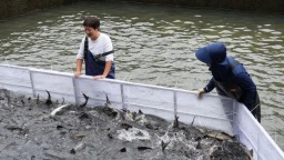 深山鲟鱼“游”出国门 湖南资兴特色水产俏销越南