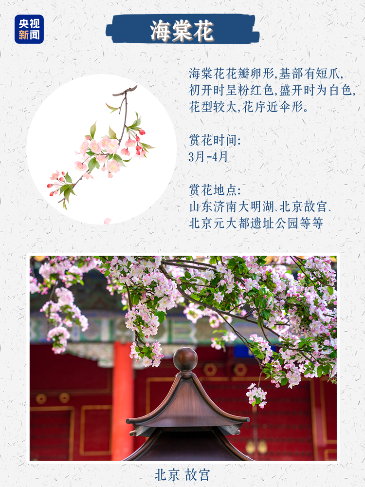春日限定浪漫！没有什么是这些花不能治愈的