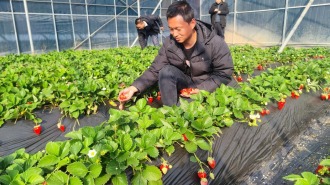 【新春走基层】种“好”草莓 过“好”生活