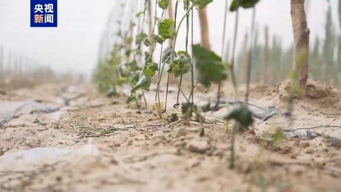 视频丨固沙又致富 “金果果”在新疆沙漠边实现规模化种植