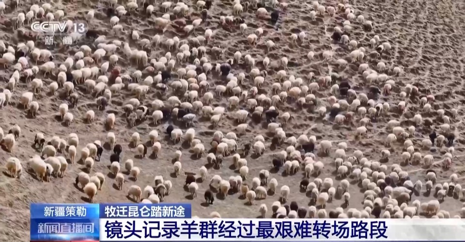 羊群陆续抵达春季牧场！下雪为什么是好事？聊聊转场那些事