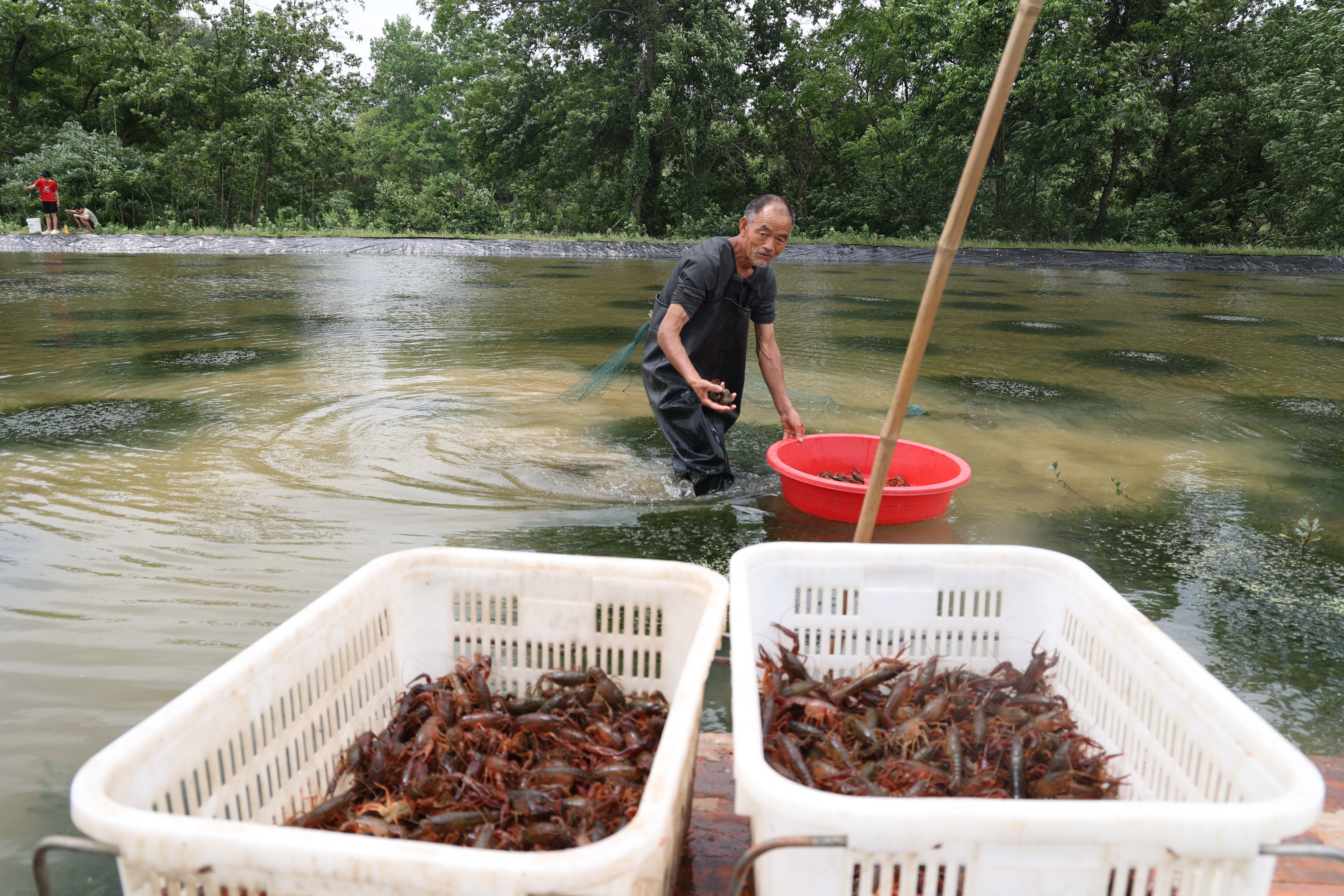 一堂培训搞活水稻田 湖南洞口稻虾产业出圈_fororder_3