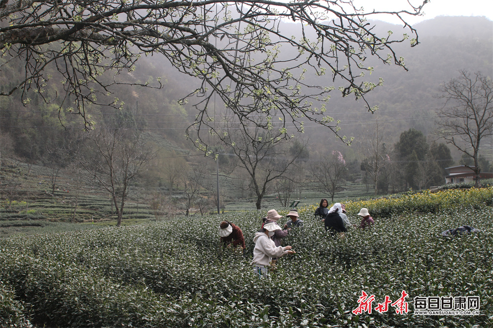 品春天第一缕茶香陇南文县明前茶开采_fororder_5