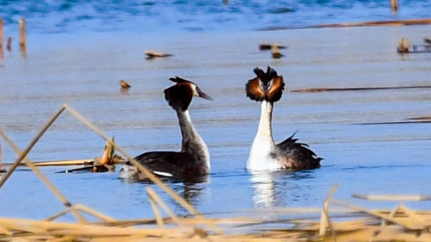 Qian'an, Tangshan:The Water City Welcomes Bird-Watching Season