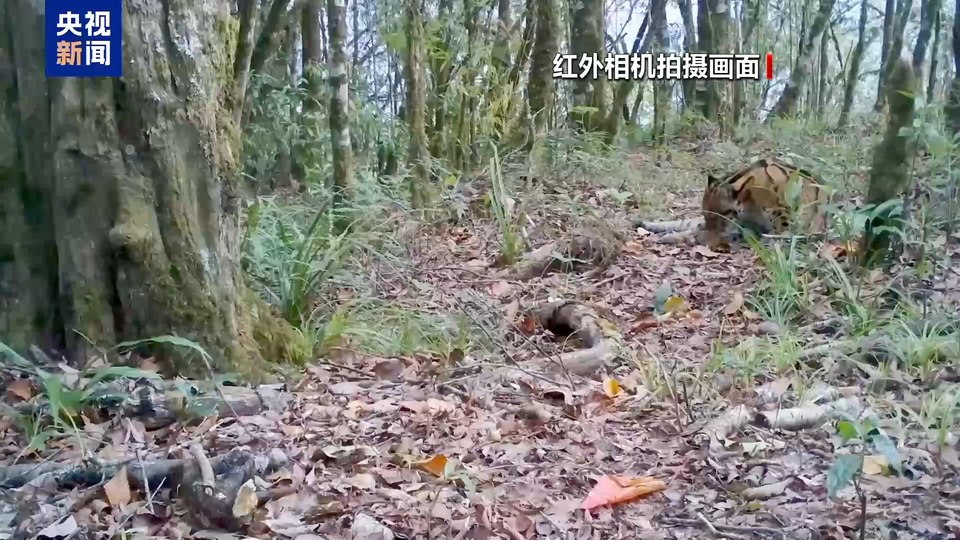 求偶热舞、猛兽撒糖、雨林遛娃……地球频道的动物顶流都在这→