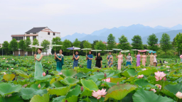 湖南新邵：荷花盛放 美在当“夏”