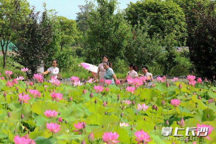 映日荷花别样红，长沙这些地方开启夏日赏荷季_fororder_1