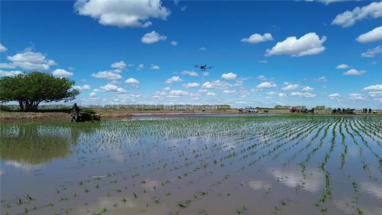 呼伦贝尔17万亩寒地水稻插秧忙