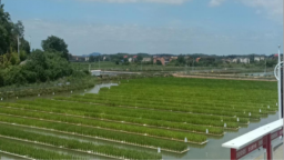 湖南省衡阳县发展生态健康养殖 打造“长永甲鱼”品牌