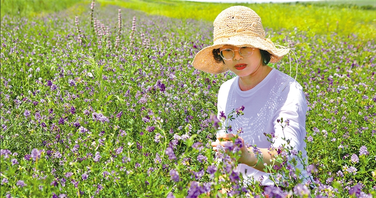 呼和浩特：赏心悦目的浪漫紫色_fororder_1