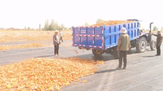 甘肃张掖有“种”种天下 源头良种上天猫