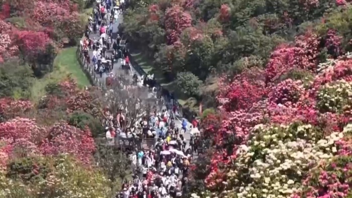 视频丨一组数据看清明假期消费需求有力释放