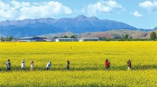 张掖市民乐县：油菜花盛放 吸引游客打卡