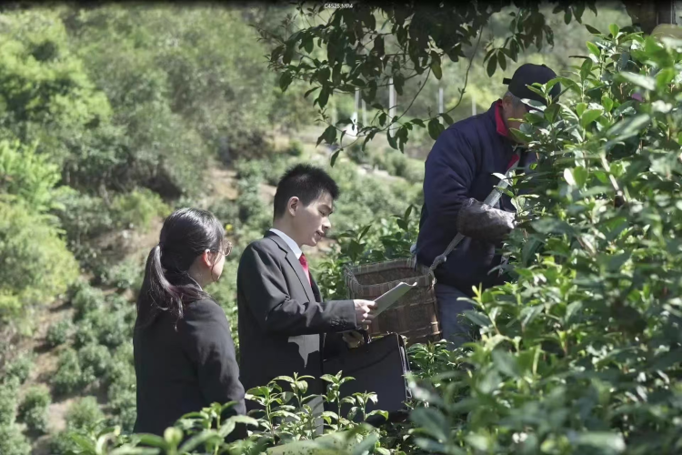 黄山市徽州区：全力打造法治化营商环境  护航涉茶产业高质量发展_fororder_徽州区法治图片2