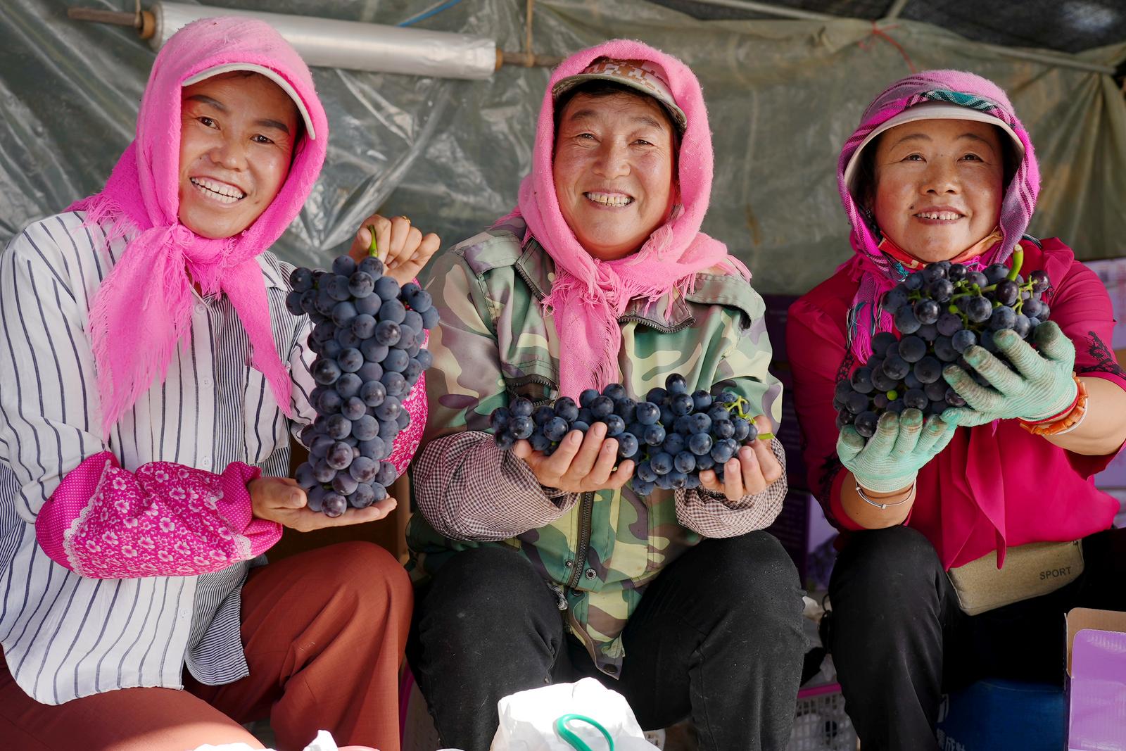 临夏永靖县城北新村：葡萄满枝头 甜蜜迎丰收_fororder_7