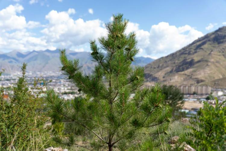 辉煌60载 魅力新西藏丨青山志：拉萨南北山的绿色答卷