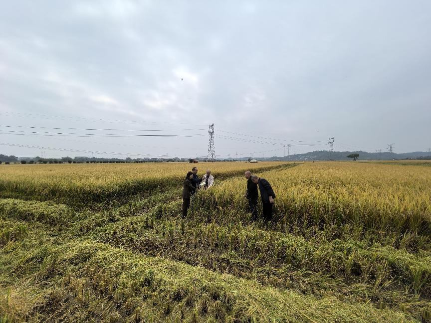 湖南衡阳县“三一工程”示范区双季稻亩产1231.4公斤_fororder_图片1