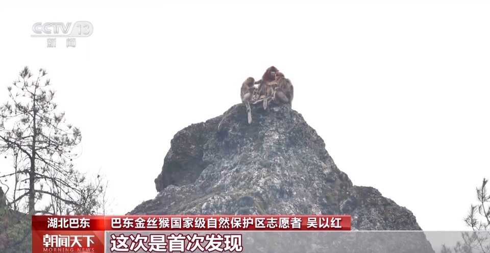 湖北巴东惊喜“抓拍”！川金丝猴绝壁上撒欢觅食