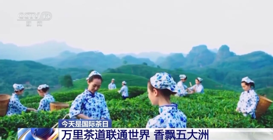 国际茶日来“万里茶道”的起点 赴一场茶香之约