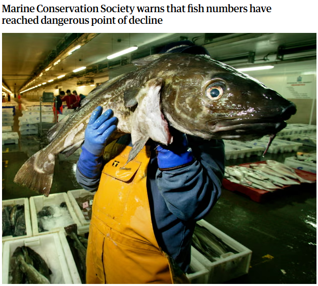 英国民众或将“放弃”本土鳕鱼 还能吃到“地道”炸鱼薯条吗?