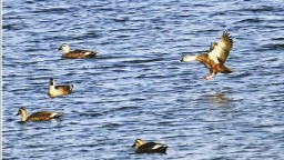 海盐为南迁候鸟建起服务区