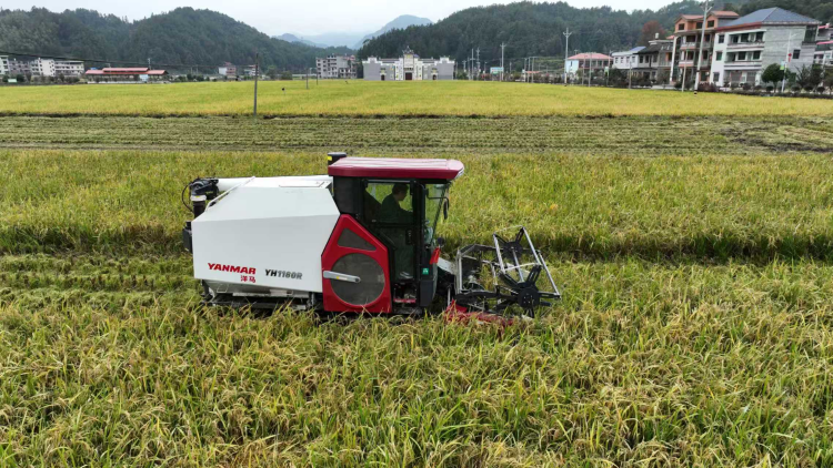 1438.2公斤！隆回县再生稻亩产创全国新高_fororder_图片5