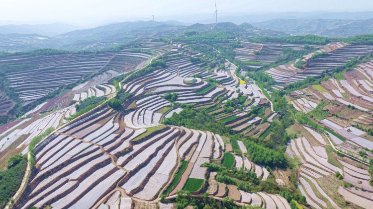 天水市秦安县王铺镇：大力推进特色农业基地建设 筑牢粮食安全防线_fororder_1