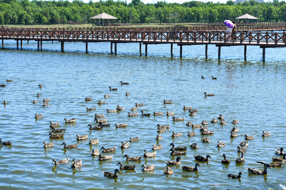 镜观·回响丨生态美，旅游兴——查干湖的绿色交响