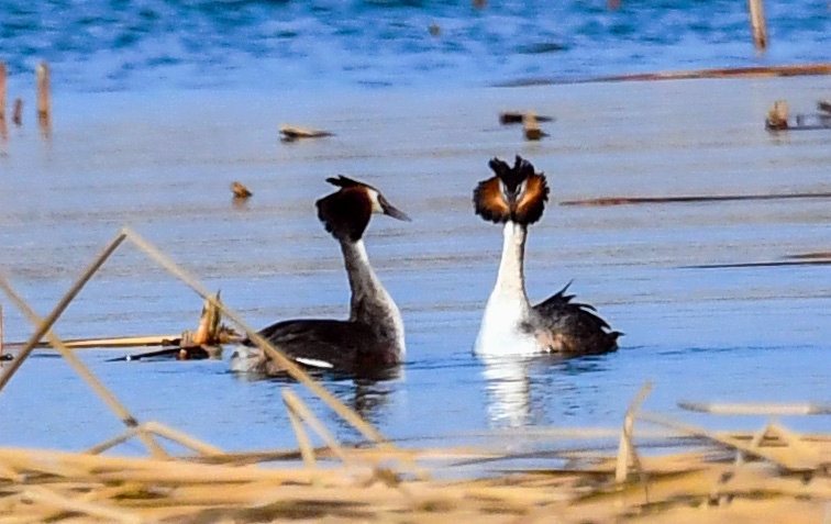 Qian'an, Tangshan:The Water City Welcomes Bird-Watching Season_fororder_图片7