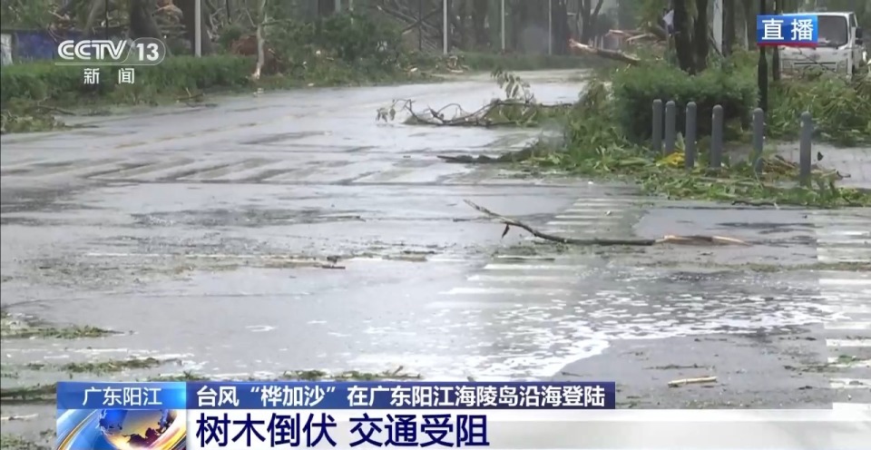 台风过境 广东阳江5万多棵树木损毁 多部门保道路畅通