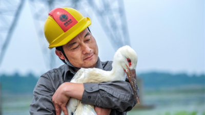 Huangshi Power Grid Employees Create a Safety Barrier for Power Lines and Birds