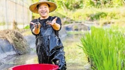 澳洲小龙虾游进山间稻田