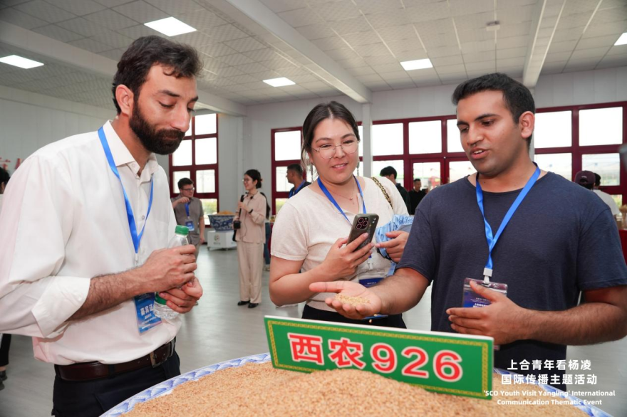 SCO Youth “Check In” at China's Agricultural Science City, Yangling, Exploring New Momentum for International Agricultural Cooperation_fororder_图片8