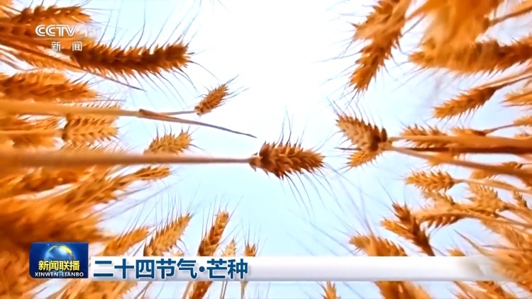 文化中国行丨二十四节气·芒种 “芒”有所获 “种”有所得