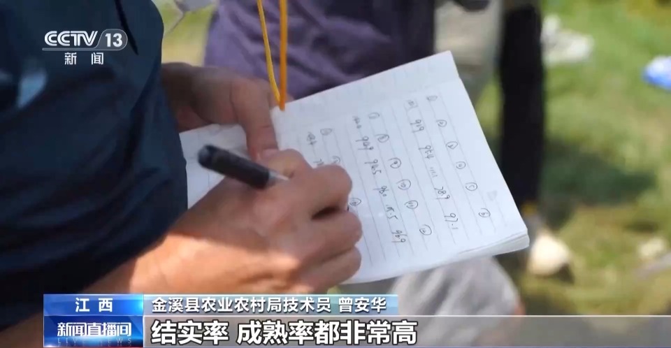 万亩凤堰古梯田迎丰收 秋日丰收美景已上线！